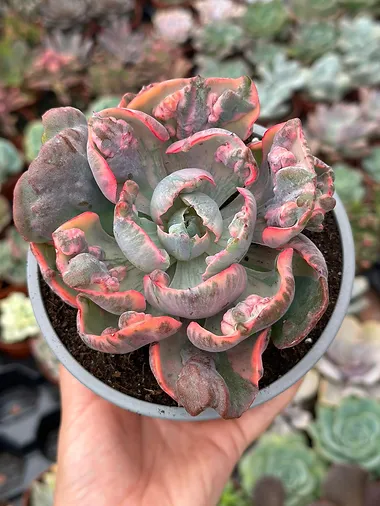 echeverias