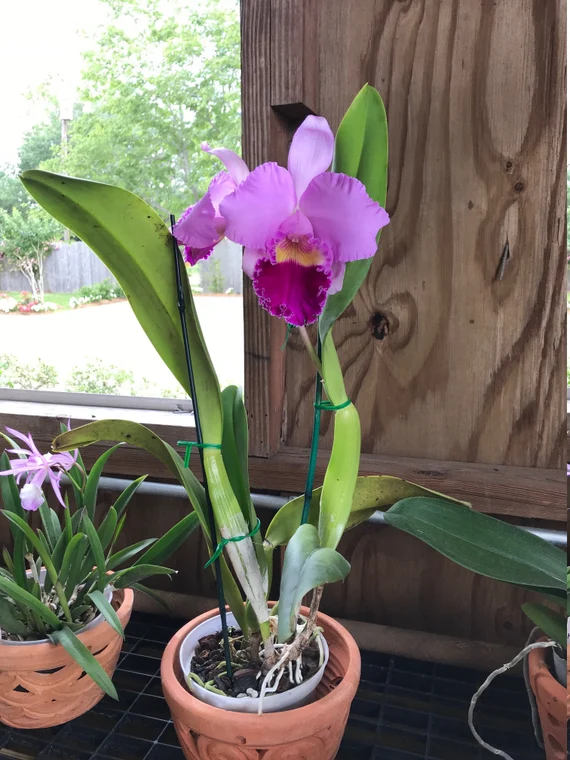 orquidea cattleya