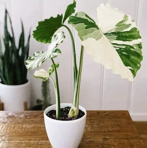 Alocasia variegada