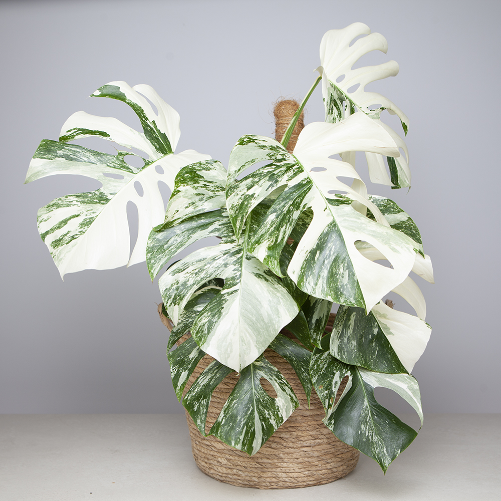 Monstera variegada