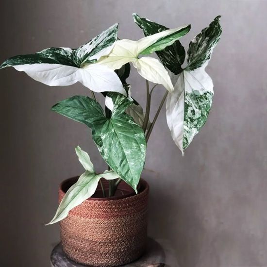 Planta variegada