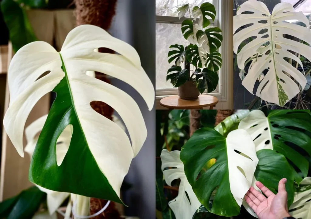 Monstera variegada